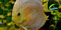 Discus Symphysodon