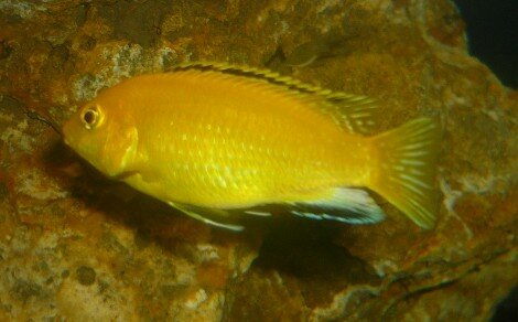Labido jaune Labidochromis caeruleus