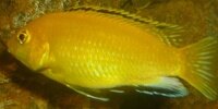 Labido jaune Labidochromis caeruleus