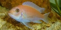 Tilapia Zebra Maylandia estherae