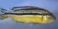 Frappeur de pierre du Malawi Melanochromis auratus