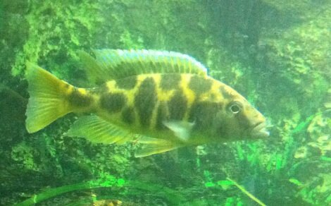 Haplo léopard Nimbochromis venustus