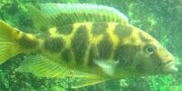 Haplo léopard Nimbochromis venustus