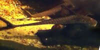 Pterosturisoma microps