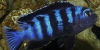 Pseudotropheus Saulosi