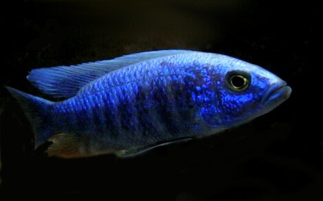 Sciaenochromis fryeri