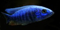 Sciaenochromis fryeri