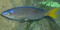 Cyprichromis Leptosoma