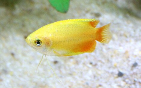 Gourami miel Trichogaster chuna