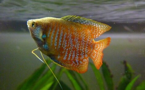 Gourami nain Trichogaster lalius