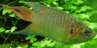 Poisson paradis Macropodus opercularis
