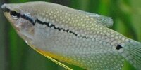 Gourami perlé Trichogaster leeri