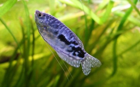Gourami bleu Trichogaster trichopterus
