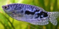 Gourami bleu Trichogaster trichopterus