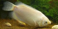 Gourami embrasseur Helostoma temminckii