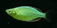 Melanotaenia praecox