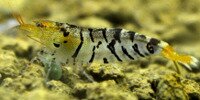 Caridina cf. cantonensis Tiger