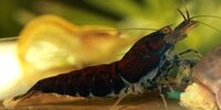 Caridina cf. cantonensis Tiger Black