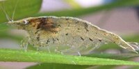 Neocaridina davidi