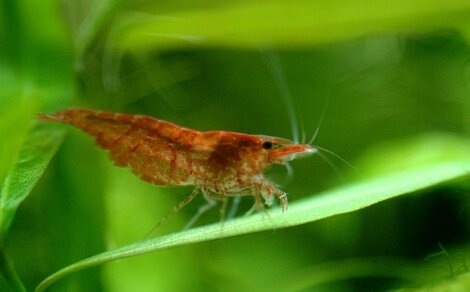 Red Cherry Neocaridina davidi var red