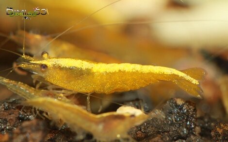 Neocaridina davidi var yellow