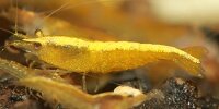 Neocaridina davidi var yellow