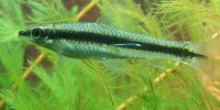 Crossocheilus oblongus