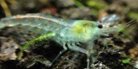 Neocaridina palmata var blue pearl