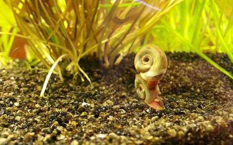Planorbe Planorbella duryi