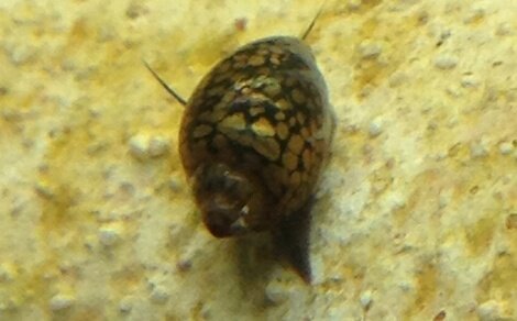 Physe Physa marmorata