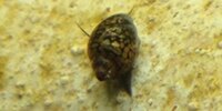 Physe Physa marmorata