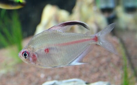 Coeur saignant Hyphessobrycon erythrostigma