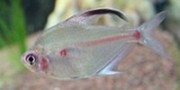 Coeur saignant Hyphessobrycon erythrostigma