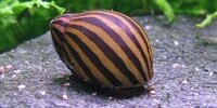 Neritina natalensis
