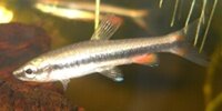 Poisson crayon doré Nannostomus beckfordi