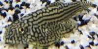 Loche léopard Sewellia lineolata
