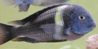 Tropheus Duboisi