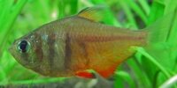 Tétra de Rio Hyphessobrycon flammeus