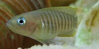 Neolamprologus multifasciatus