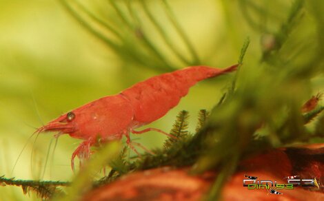 Neocaridina davidi var Red Sakura