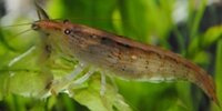 Crevette bambou Atyopsis moluccensis