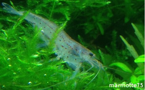 Japonica Caridina multidentata