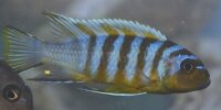 Pseudotropheus Zebra long pelvic