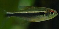 Néon noir Hyphessobrycon herbertaxelrodi