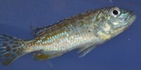Perle de Likoma Melanochromis Joanjohnsonae