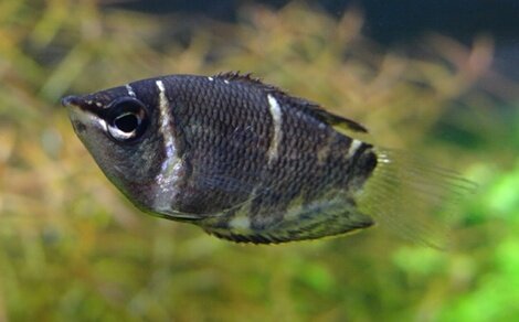 Gourami chocolat Sphaerichthys osphromenoides