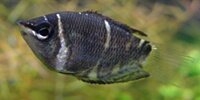 Gourami chocolat Sphaerichthys osphromenoides