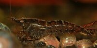 Crevette arc-en-ciel Caridina Fernandoï