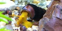 Tylomelania sp pure orange