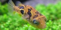 Tétraodon nain Carinotetraodon travancoricus